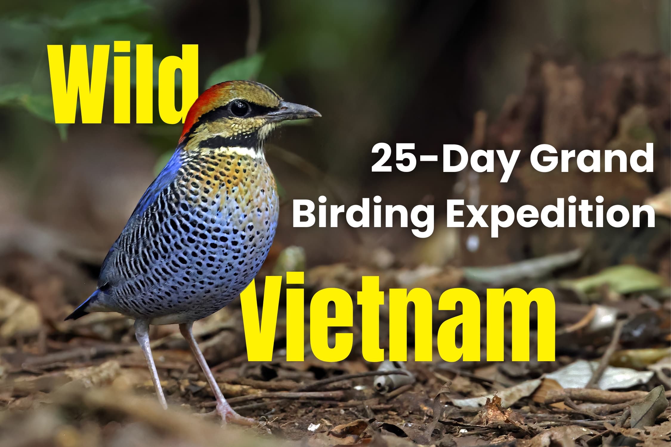 blue-pitta-next-continent-birding-expedition-vietnam