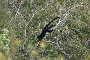 Proposed Short-tailed Langur (Trachypithecus brevicaudus) photographed in Bolikhamxai Province, Laos