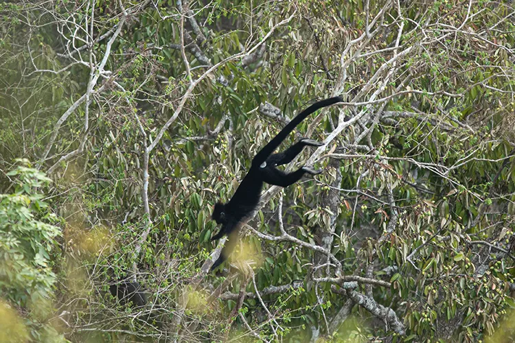 Proposed Short-tailed Langur (Trachypithecus brevicaudus) photographed in Bolikhamxai Province, Laos