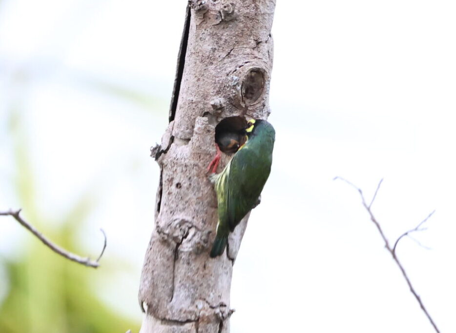 Coppersmith Barbet feeding its chicks at a nest hole during a Hoi An birding tour in Vietnam