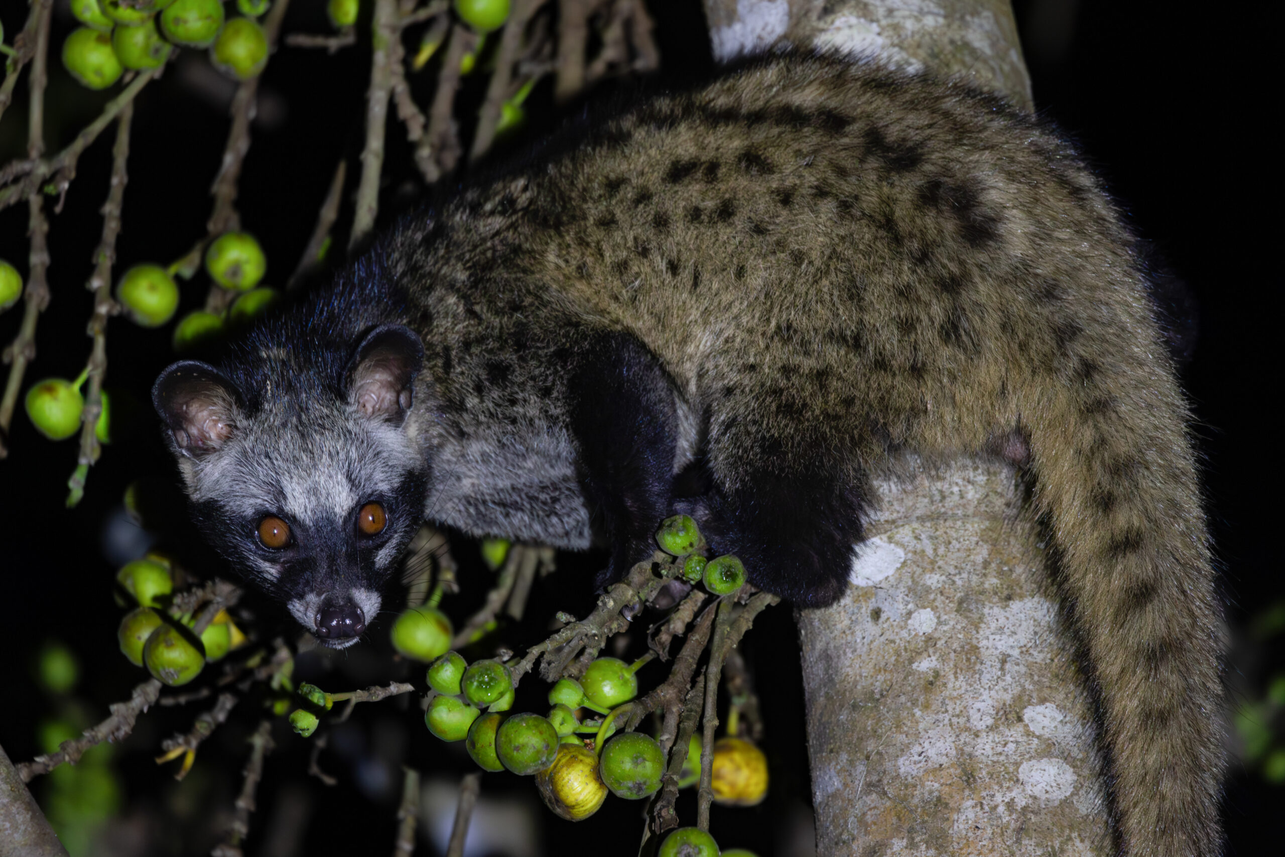 A Southern Palm Civet resting in a tree at night during a spotlighting tour in Vietnam.