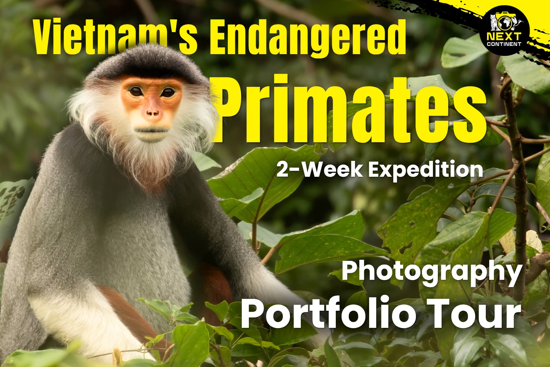 Vietnam’s Endangered Primates Photography Portfolio Tour