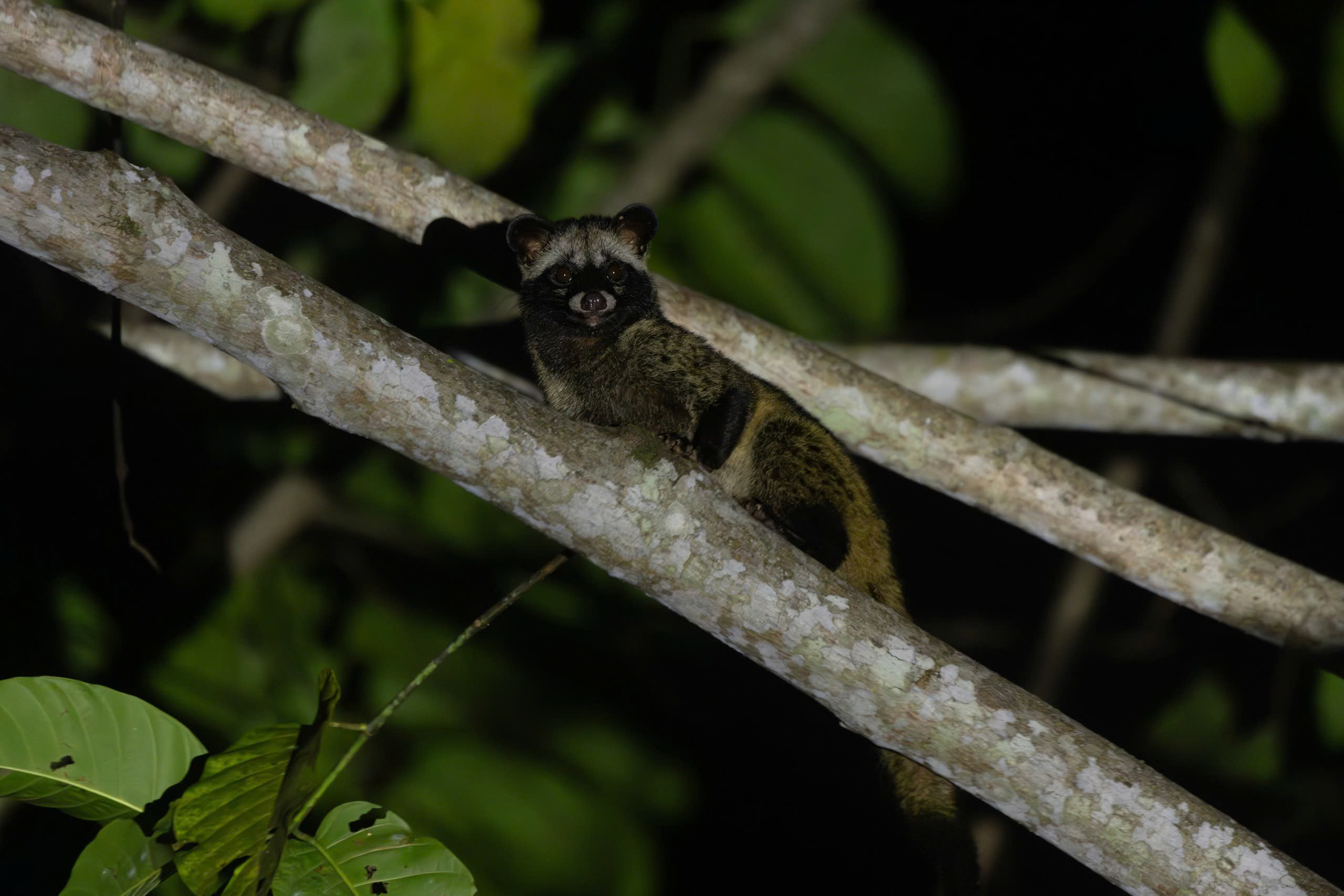 A Southern Palm Civet perched on a tree branch at night in Vietnam.