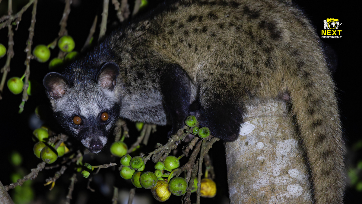 A civet resting in a tree at night during a spotlighting tour in Vietnam.