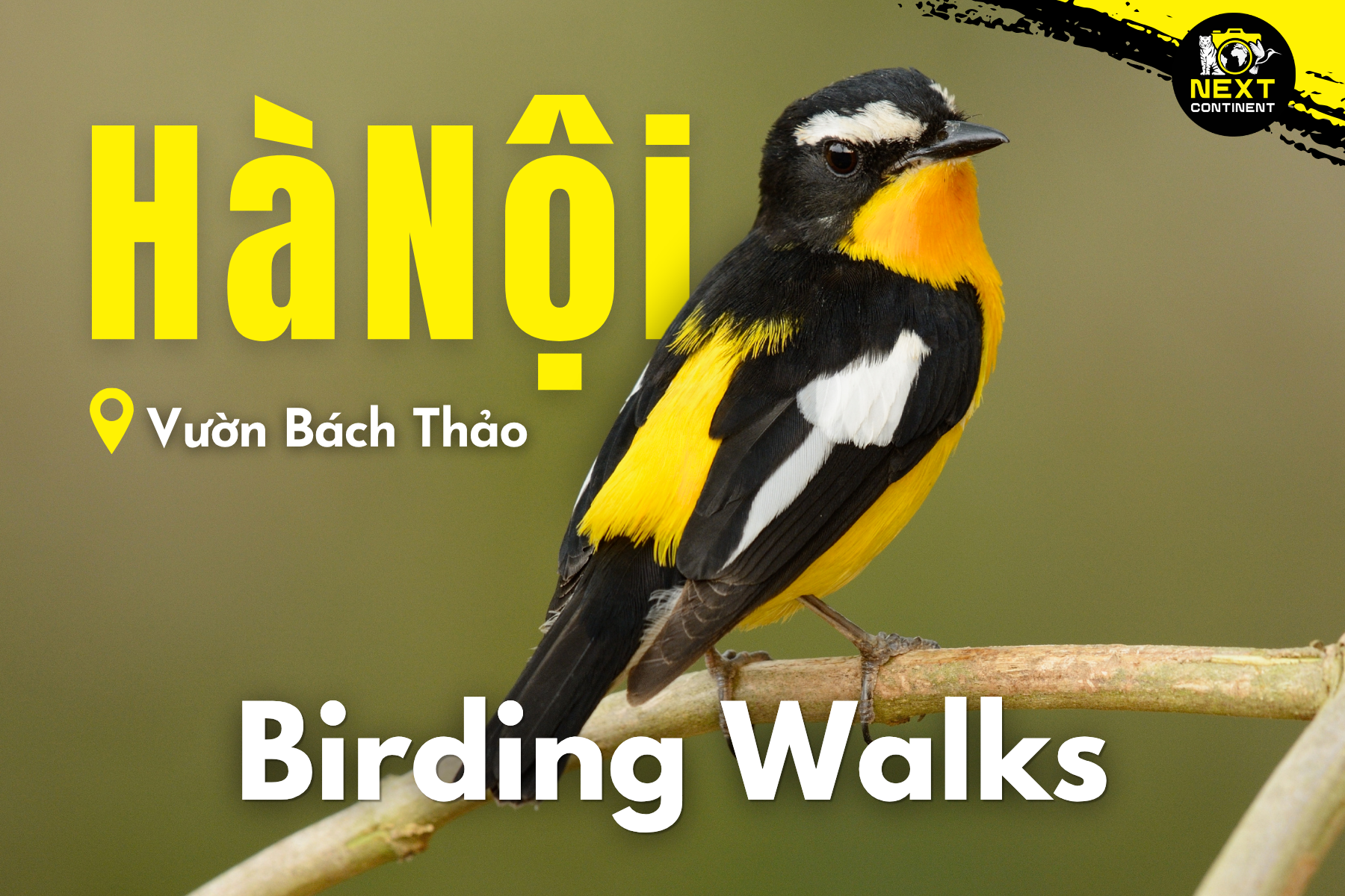 Hà Nội Birding Walks